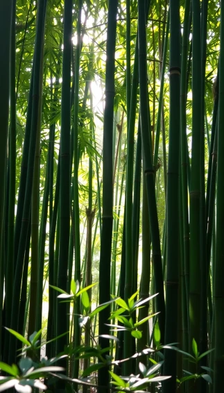 Bamboo Phone Wallpaper