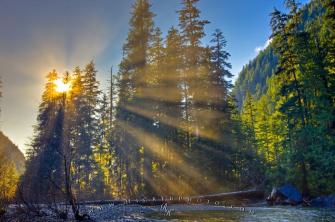 Sunbeams Rainforest Trees Picture Photo Information