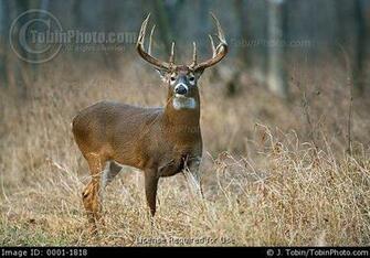 Whitetail Buck An Alert Stops