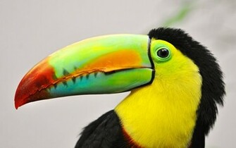 Colorful Toucan Wallpaper