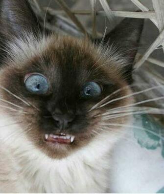 How Many Derpy Cats Is Too Article