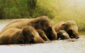 The Elephants Ears In Water Wallpaper And Image