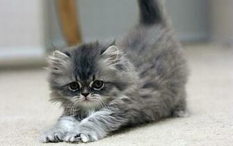 Cute Kitten Kittens Wallpaper