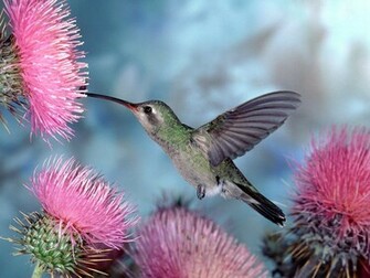 Santabanta Wallpaper Nature