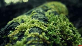 Wood Green On Stones Nature HD Wallpaper E Entertainment