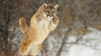 Cougar Computer Wallpaper Desktop Background Id