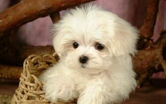 Fluffy Maltese Puppy Dogs White Puppies Wallpaper