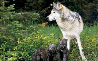 Wolf Baby Wallpaper