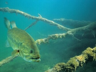 Fish R Bass Fishing Wallpaper