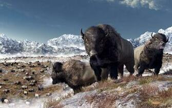 Bison HD Desktop Wallpaper 7wallpaper Net