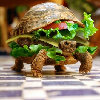 Funny Turtle Wallpaper Desktop Animal