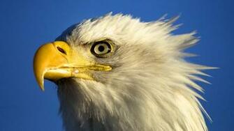 Bald Eagle Computer Wallpaper Desktop Background Id