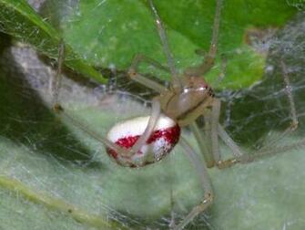Miscellaneous Spider Wallpaper