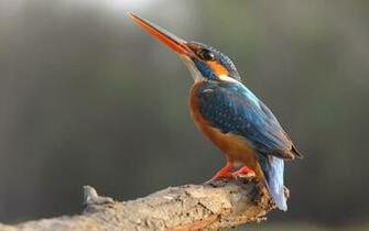 HD Kingfisher Bird Wallpaper HDwallsource