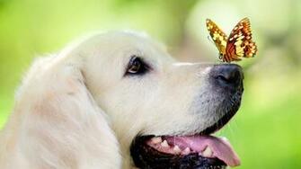 Wallpaper Dog Muzzle Butterfly Tongue Sticking Out Spring Summer