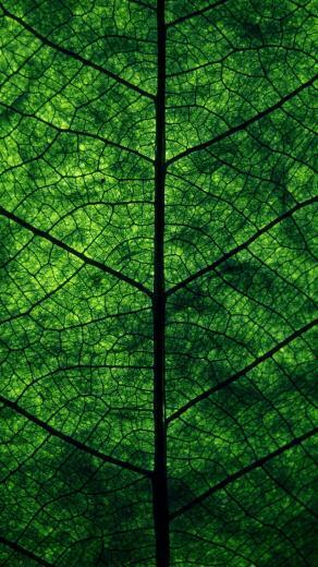 Green Leaf Perspective Wallpaper iPhone