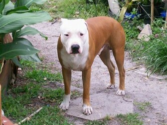 American Pit Bull Terrier HD Wallpaper
