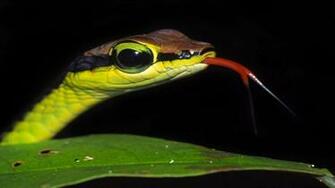 Desktop Snake Venom Pictures Wallpaper