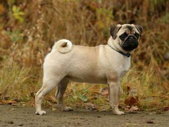 Pug Dogs Full HD Wallpaper