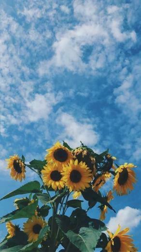 Aesthetic Sky Flowers Nature Background Clouds Sunflower