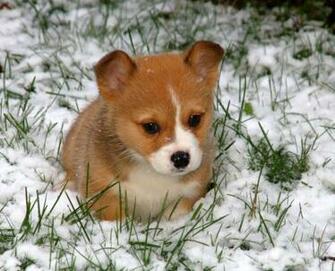 To Labels Corgi Dm Dogs Dog Taking Care Of