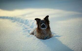 Dogs Dog