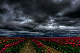 Spring Desktop Wallpaper Amazing Collection Weddingdressin