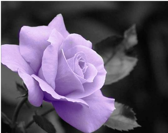Purple Image Roses Wallpaper Photos