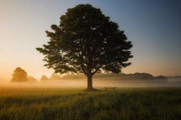 Tree Wallpaper HD Hq