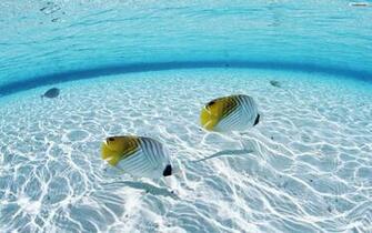 Water And Fish Wallpaper