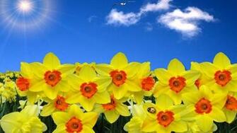 Daffodil Wallpaper