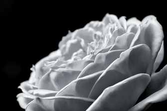 Black And White Wild Rose Wallpaper