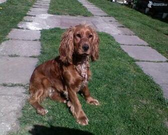 Cocker Spaniel