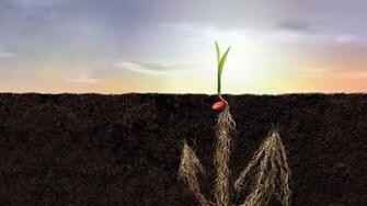 Roots As An Anchor Wallpaper And Image Pictures