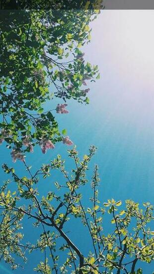 Sunny Day iPhone Wallpaper Miscellaneous Stuff
