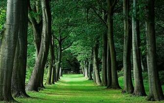 Trees Wallpaper HD