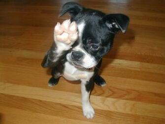Boston Terrier Wallpaper