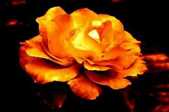 Amber Jewellery Image Wallpaper Color Collection