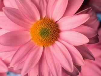 Daisy HD Wallpaper In Flowers Imageci