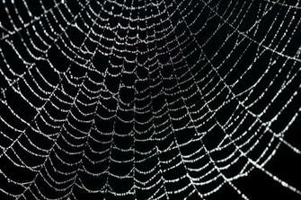 Sparkling Water Droplets In A Spider Web Stockarch