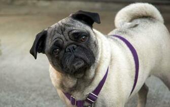 Funny Dog Pictures HD Wallpaper Animal