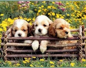 Wallpaper Tags Cute Puppy Flowers Dog