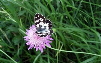 Beautiful Pictures Of Butterflies