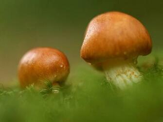 Wallpaper Gallery Nature Edible Mushroom Background