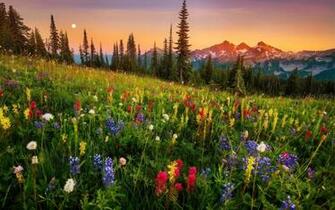 Mountain Wildflowers Wallpaper