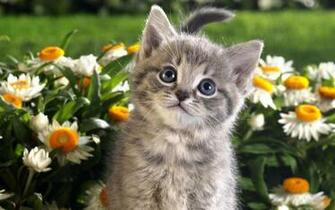 Cat In Spring Flowers Wallpaper