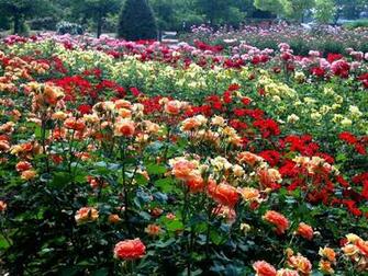 Gallery For Gt Garden Of Roses Background