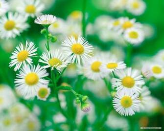 Wallpaper Flower Daisy