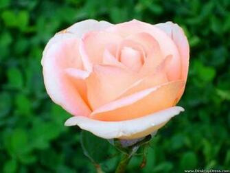 Wallpaper Flowers Gardens Background Light Pink Rose