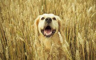 And Friendly Golden Retrievers HD Wallpaper Animal